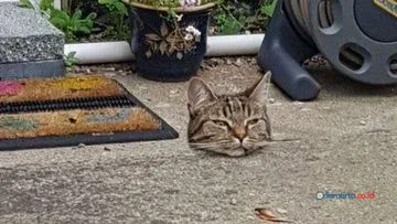 Foto Ilusi Optik Viral: Mengapa Otak Kita Sering Terkecoh?