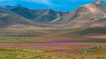 Gurun Atacama Berbunga: Keajaiban Langka di Tempat Terkering Bumi