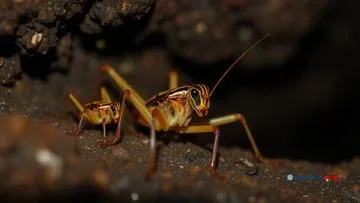 3 Spesies Jangkrik Tanpa Sayap Baru Ditemukan di Borneo