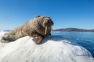 Penyelamatan Anak Walrus Sebatang Kara di Alaska