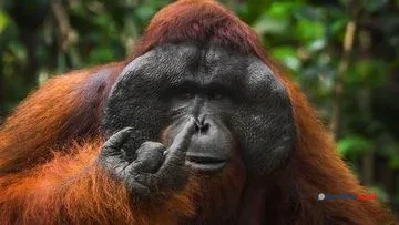Gelak Tawa dari Alam Liar: Finalis Nikon Comedy Wildlife Awards 2026 Diumumkan