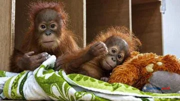 Bayi Orangutan Diselamatkan di India, Kembali ke Pelukan Ibu Pertiwi