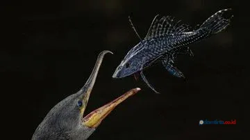 OurNature Environmental Photo Awards 2026: Pesona dan Luka Bumi