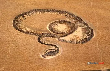 Vasuki, Ular Raksasa India Kuno Penantang Titanoboa